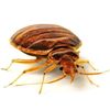 africanbedbug