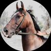 شوق 🐴