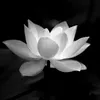 thanhtu24412