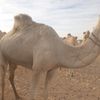 mahamat.salim7