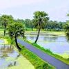 rashed81279