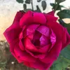mayavi9493