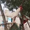 kssgg313