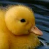 cheez_n_quackers