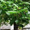 soto_madura0207