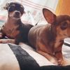 esme_gordas_consen