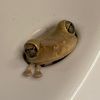 originalSinkfrog