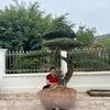 vn.tng.hong.tuyn