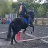 horses.1373