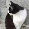 kudohunn