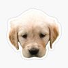 winnie_31067