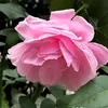 hng.thanh477