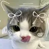 cutephomaiqe011