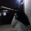 bilbil_bull