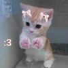 kitten__2012