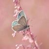 rosy28956