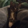 kitty.lover.for.lifee