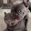potaroma_happypets