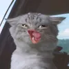 theaisjustnew0k