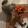 laila.12232