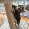 banjothecat2024