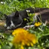 inmygardendiary