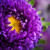 dalia.star8