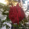 ahmdahmad054