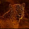 abdiyare4627