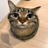 arsusha98