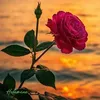 fatimazahrae3623