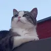 mrenatt