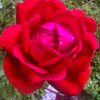 petals7777