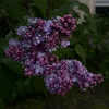maggie31762