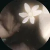 ranitta67