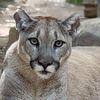 cougarclawz