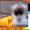 im_notx_ter