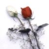 seekingljfe
