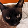 stella.schwarzburg