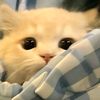 mitawww__id