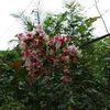 diwata565