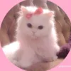 checkmyshowcaseforurneed