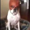 viral.clips.772