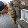 petrijuenger16