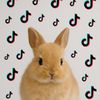 Лапочка🐰