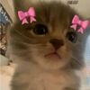 rin_niaa26