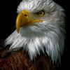 mohammad.omar4603