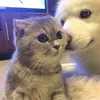 dcduy_