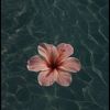 _fatmah49