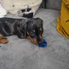 curious.coookie